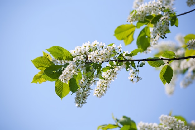 Foto gratuita rama de la cereza del pájaro