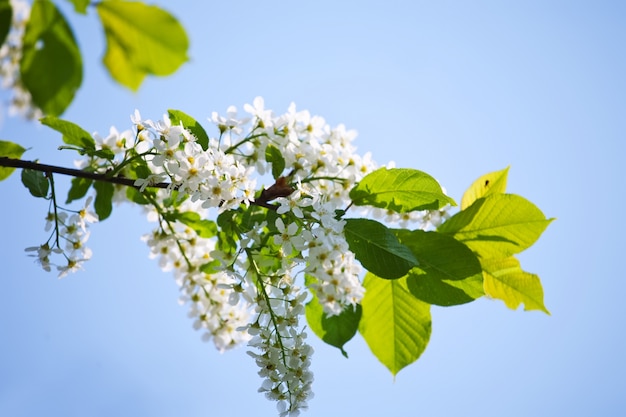 Rama de la cereza del pájaro