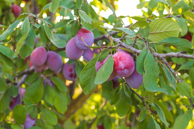 Foto gratuita rama de ciruela con frutas jugosas, luz solar, jardín de ciruela.