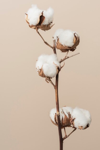 Rama de flor de algodón esponjoso seco sobre un fondo beige