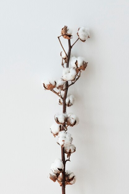 Rama de flor de algodón