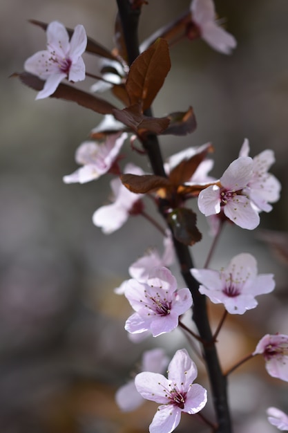 Foto gratuita rama en flor