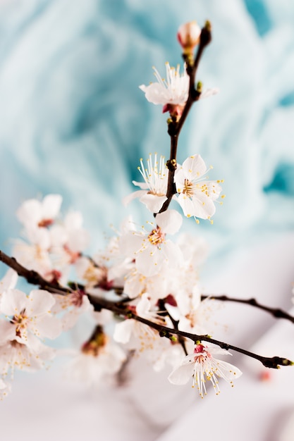 Foto gratuita rama floreciente de flores de primavera de albaricoquero silvestre en florero