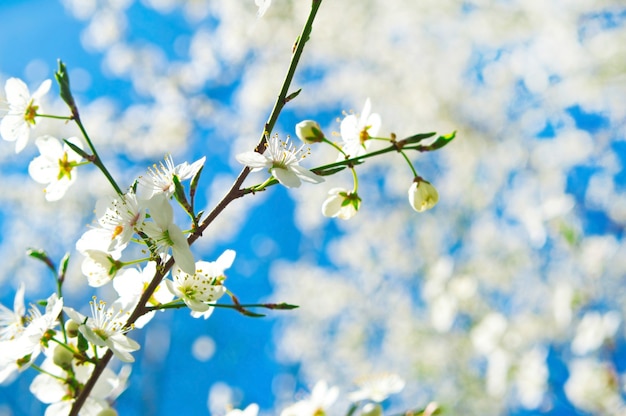 Rama con flores blancas