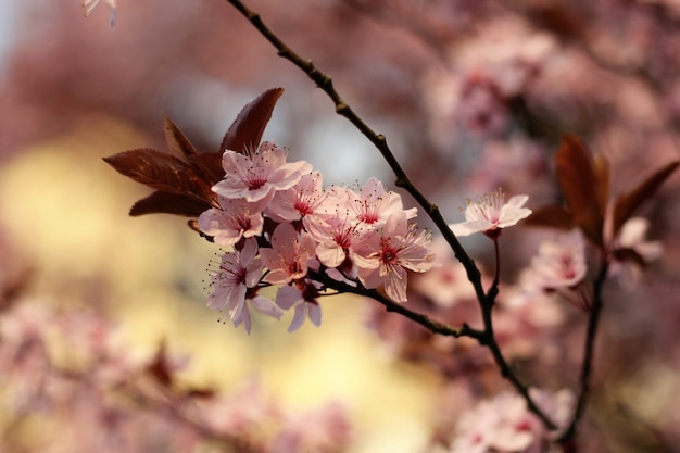 Rama con flores