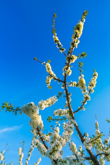 Foto gratuita rama de la hermosa flor blanca.