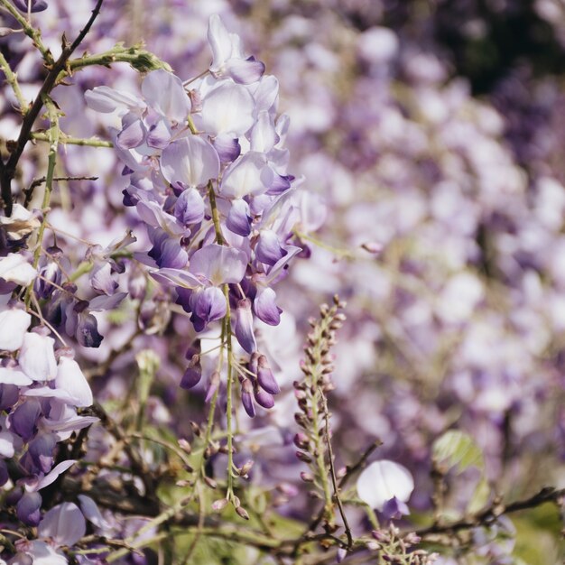 Rama con hermosas flores violetas en el árbol