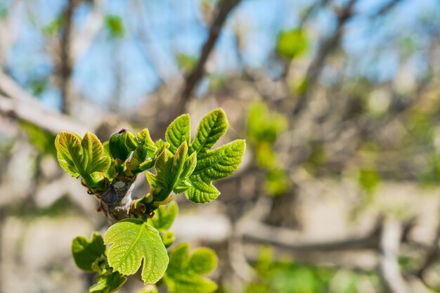 Rama de higuera con hojas jóvenes de primavera y primeros frutos en el lugar de la rama para la idea de texto para postal o fondo Vacaciones de primavera en el Egeo