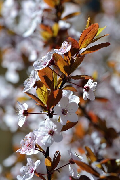 &quot;Rama con hojas de otoño y flores&quot;