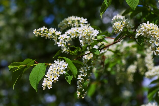 Rama de Pájaro Cerezo en primavera