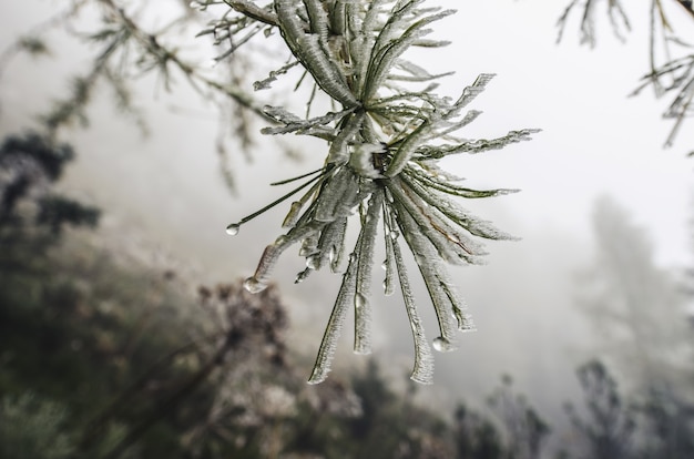 Rama de pino congelada con escarcha de hielo