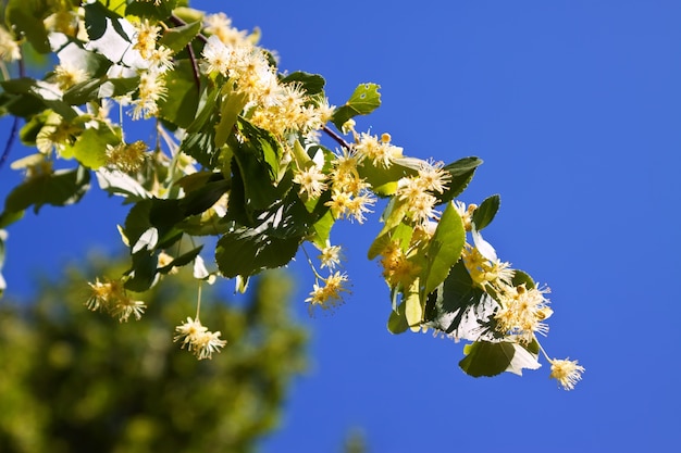 Rama de tilo de florecimiento