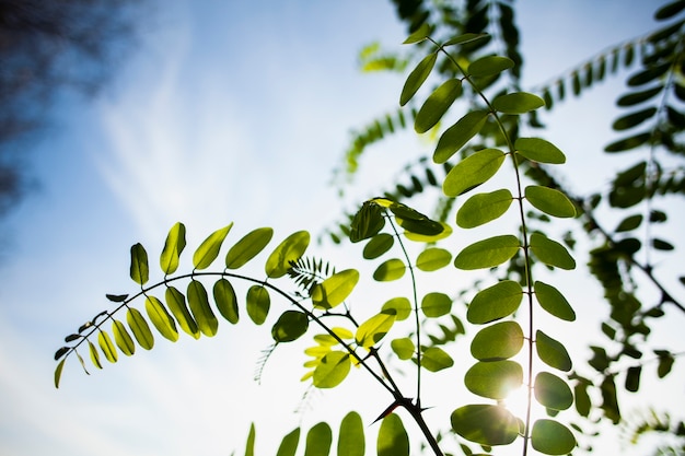 Rama verde en un hermoso día con sol