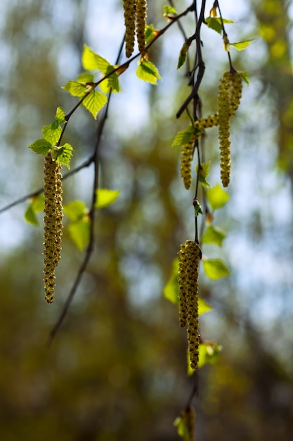 Foto gratuita ramas de abedul de primavera