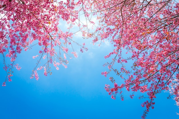Ramas de árbol bonitas con flores rosas