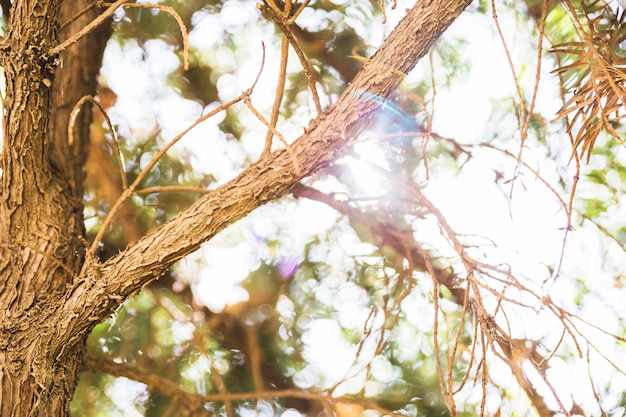 Ramas de árbol en un día soleado