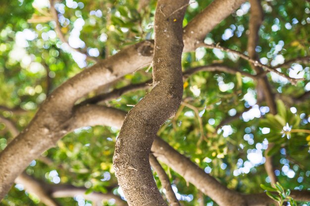 Ramas de árbol de jardín