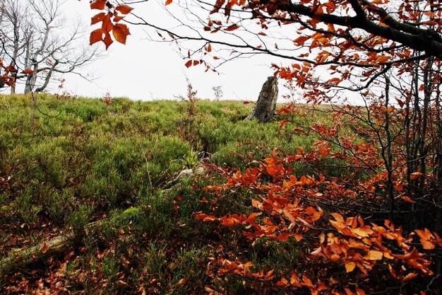 Ramas de árboles de cerveza roja en el bosque de otoño