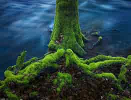 Foto gratuita ramas de los árboles cubiertos de musgo en el agua