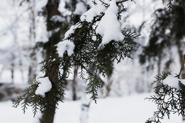 Ramas de los árboles escarchados en invierno