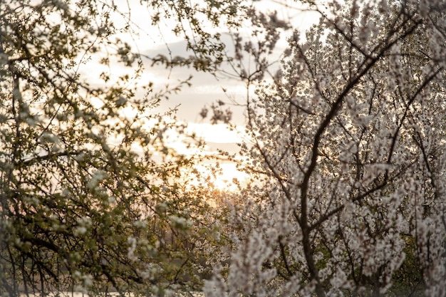 Ramas de árboles en flor por la noche al atardecer