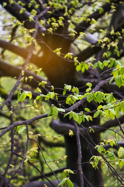 Ramas de los árboles con hojas