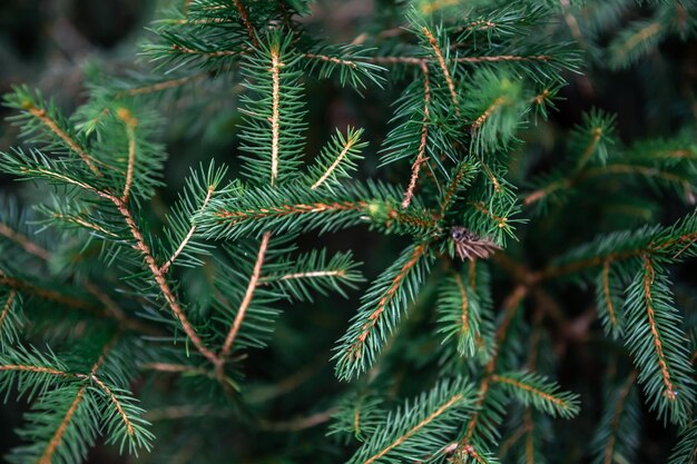 Ramas de los árboles de Navidad en el fondo natural del primer plano del bosque