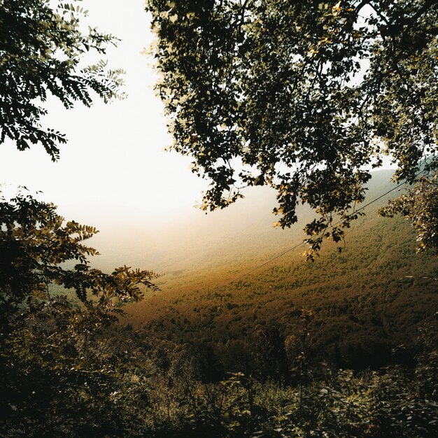 Ramas de los árboles y un valle brumoso