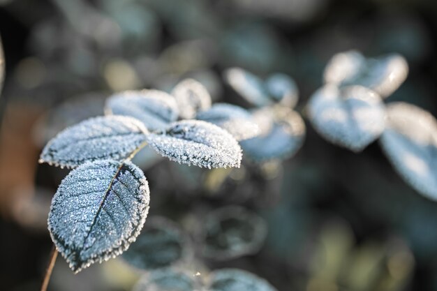 Ramas cubiertas de escarcha. Plantas heladas temprano en la mañana en la estación fría.