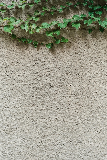 Ramas de enredadera verde en un espacio de paisajismo de pared gris enyesado para textomarco vertical para teléfono el concepto de productos promocionales sobre un fondo natural