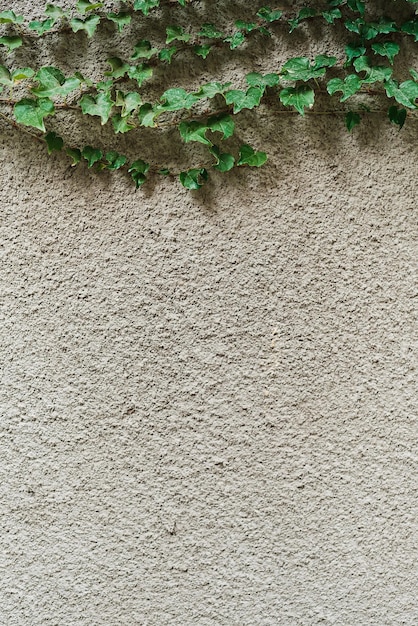 Ramas de enredadera verde en un espacio de paisajismo de pared gris enyesado para textoMarco vertical para teléfono El concepto de productos promocionales sobre un fondo natural