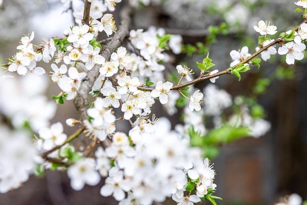 Foto gratuita ramas florecientes en primavera ramas de manzano florecieron