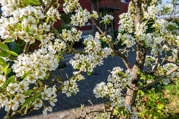 Ramas de flores de flor de manzano en los árboles en el patio