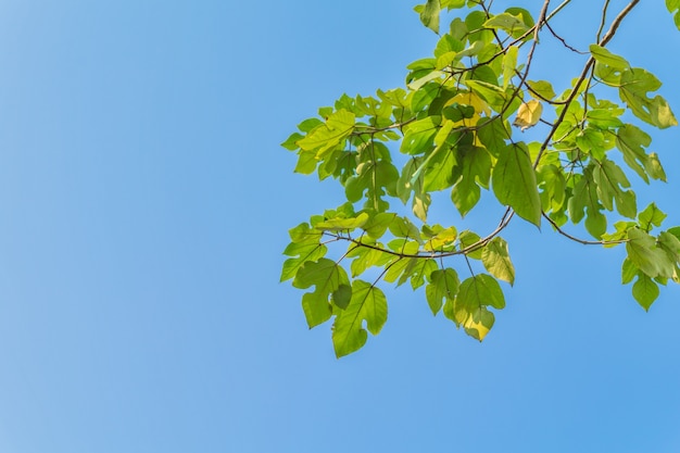 Ramas follaje fresco crecimiento de las plantas