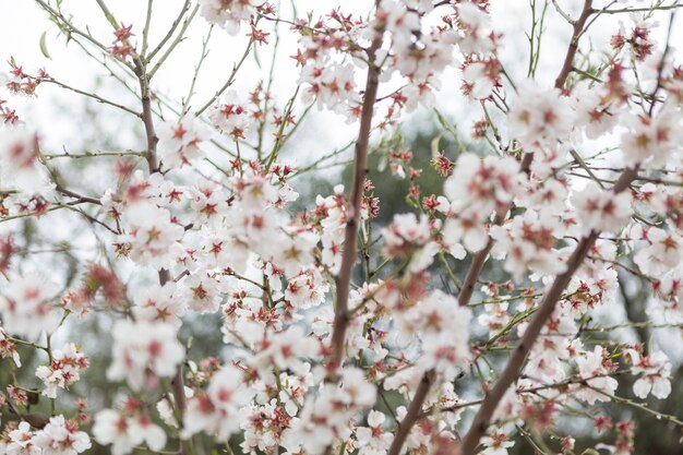 Ramas hermosas con flores del almendro