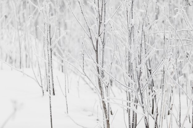 Ramas hoarfrosted en el bosque