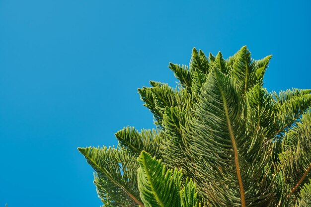 Ramas de hojas de un pino de la isla de Norfolk Araukariakuki primer plano sobre fondo de cielo azul borroso idea para postal o artículo sobre diversidad de plantas