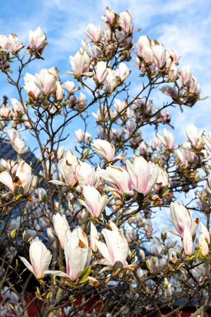 Ramas de magnolia en flor flores de magnolia en un árbol