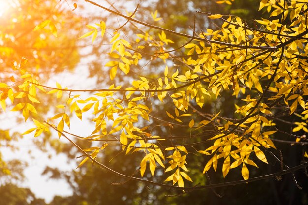 Ramas de oro en la luz del sol de otoño