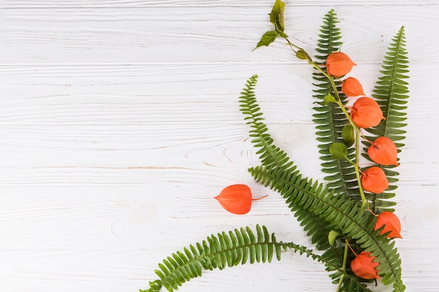 Foto gratuita ramas de physalis con hojas de helecho en mesa blanca