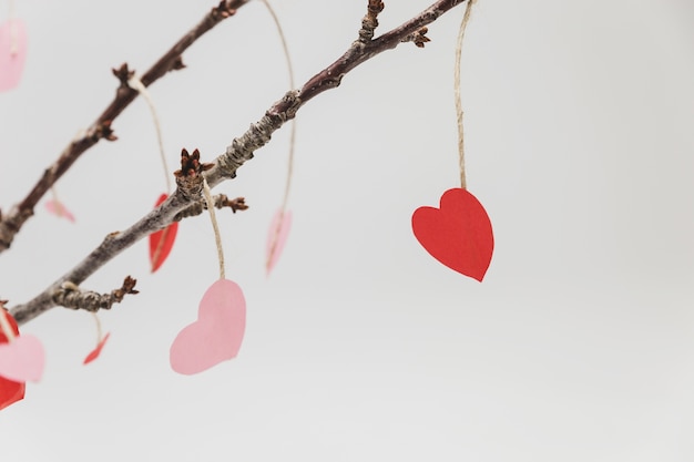 Ramas de una planta con corazones colgando