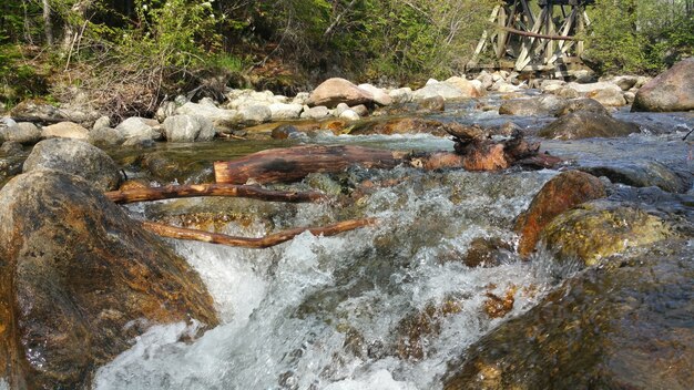 Ramas en un río