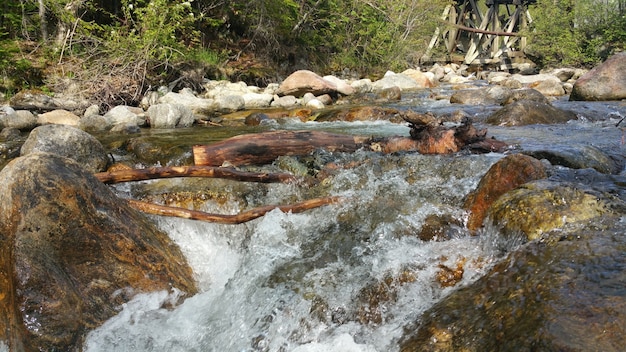 Ramas en un río