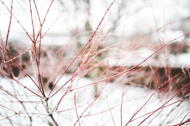 Ramas rojas con nieve de fondo