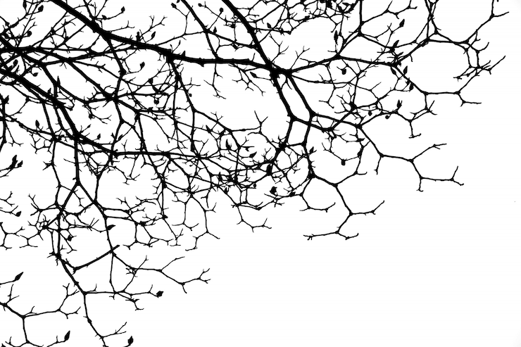 Foto gratuito ramas secas de un árbol