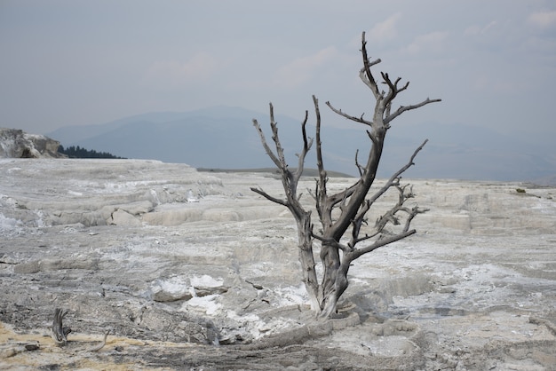 Foto gratuita ramas secas de una planta que crece en el suelo rocoso en el parque nacional de yellowstone.