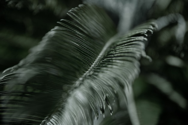 Ramas tropicales de palmeras con hojas texturizadas. Concepto de vegetación en climas cálidos.