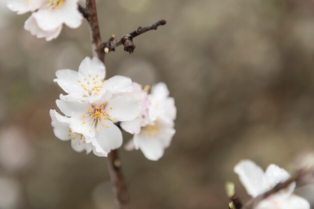 Ramita con algunas flores del almendro