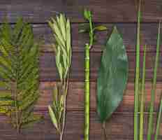 Foto gratuita ramita de bambú cerca de las hojas de la planta