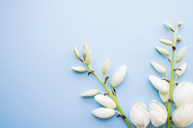 Ramita de hermosas flores blancas sobre fondo azul